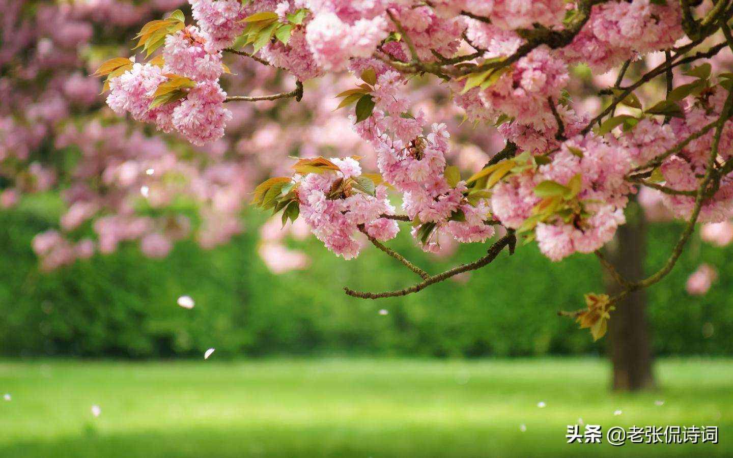 漲知識(shí)：一首不知名的唐詩(shī)，原來(lái)是成語(yǔ)“桃李滿天下”的出處