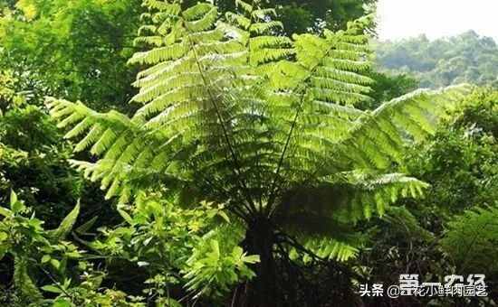 十大珍稀植物，一起了解一下