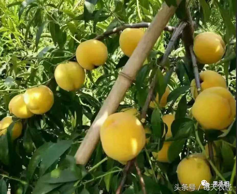 桃樹(shù)品種-黃金蜜系列