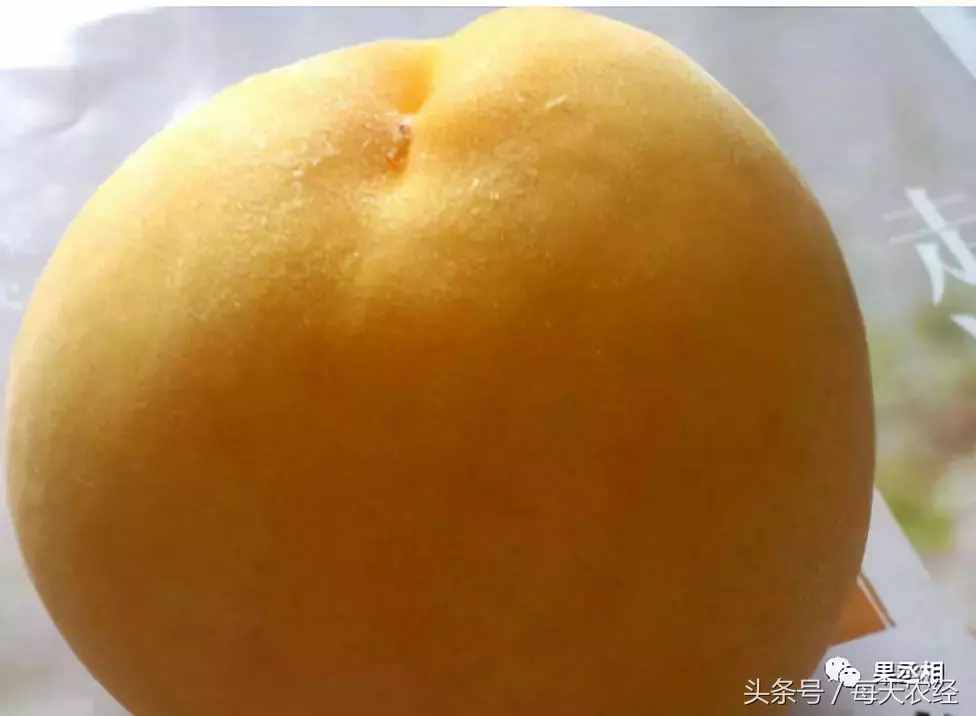 桃樹(shù)品種-黃金蜜系列