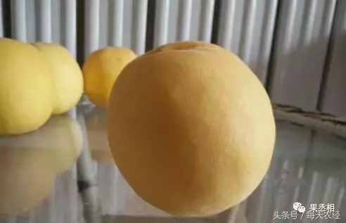 桃樹(shù)品種-黃金蜜系列