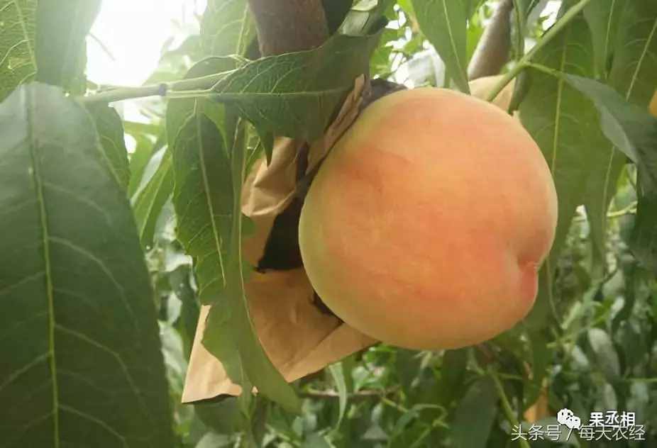 桃樹(shù)品種-黃金蜜系列