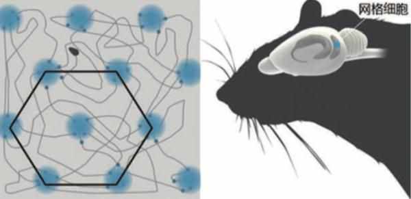 “路癡”是怎樣形成的？諾獎(jiǎng)得主揭秘大腦“GPS”定位機(jī)制