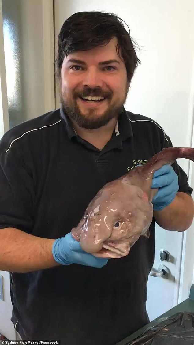 水滴魚雖丑但好吃？澳洲專家：味道堪比黃油焗龍蝦，肉質(zhì)可口細(xì)嫩