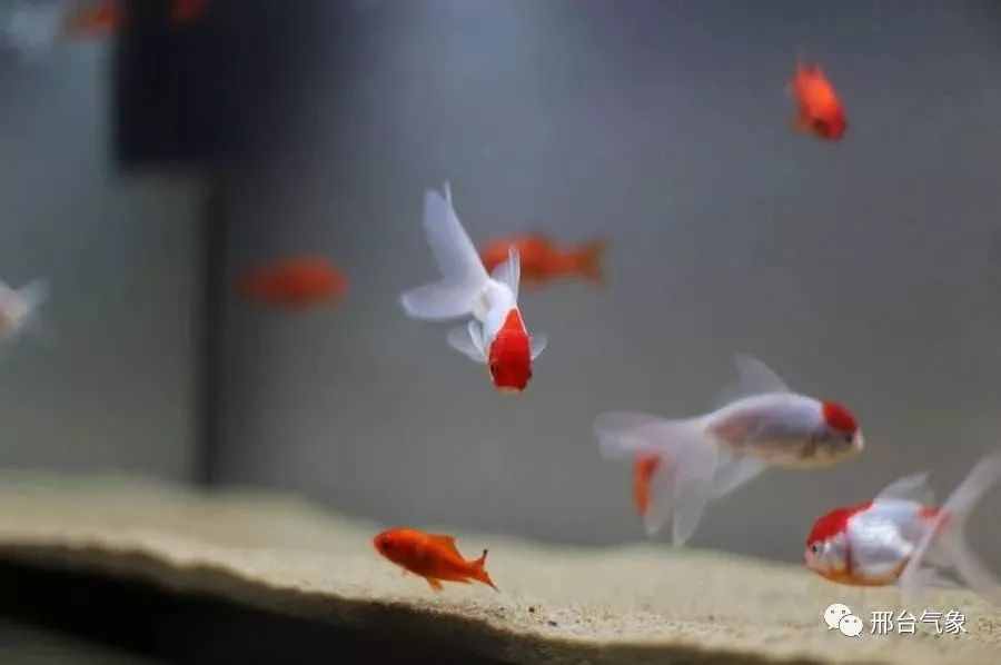 要下雨了，小動物們比你先知道！