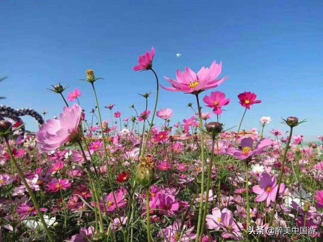 探訪夢幻百花洲，大型花卉主題休閑勝地，環(huán)境優(yōu)美