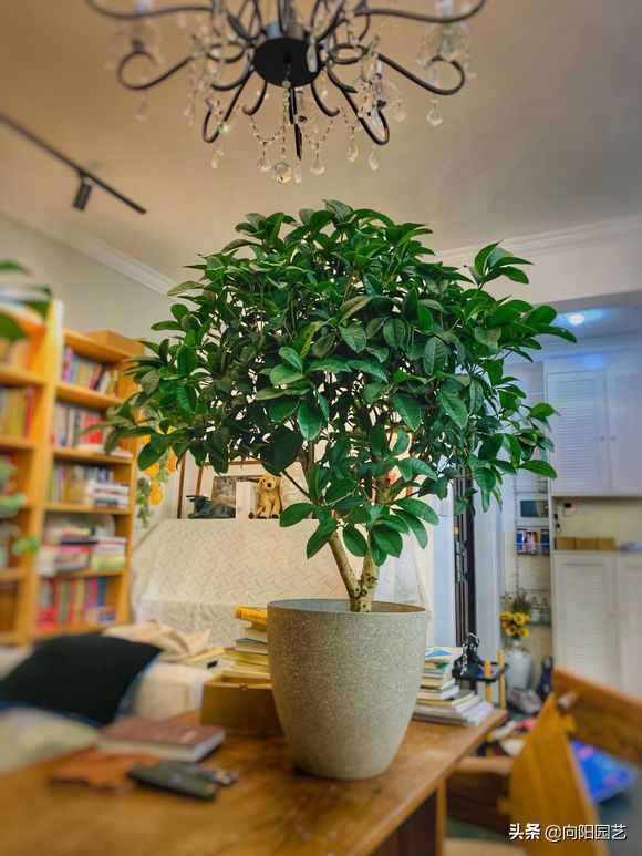 教你養(yǎng)“四季桂”，桂花中的精品，“全年”花期，開花香噴噴