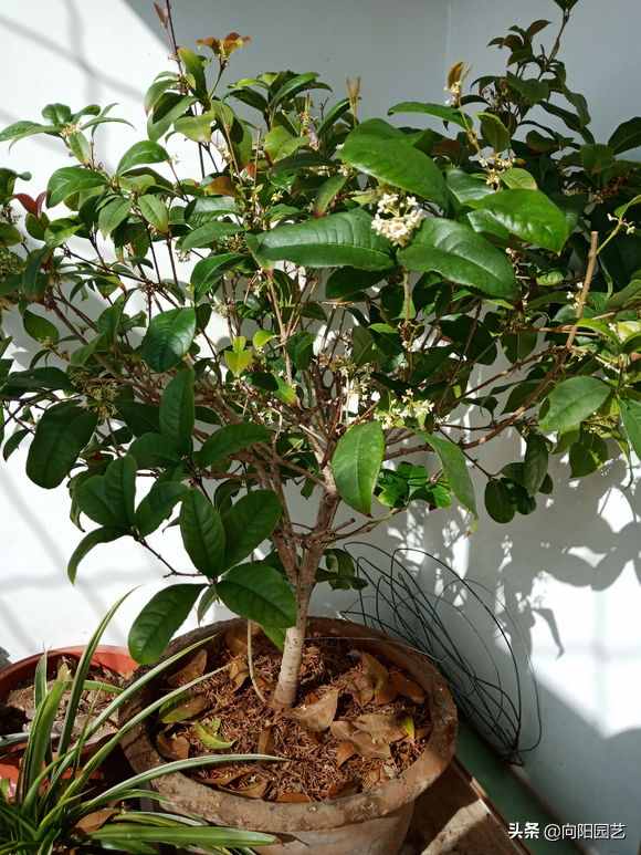 教你養(yǎng)“四季桂”，桂花中的精品，“全年”花期，開花香噴噴