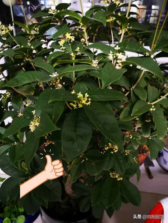 教你養(yǎng)“四季桂”，桂花中的精品，“全年”花期，開花香噴噴