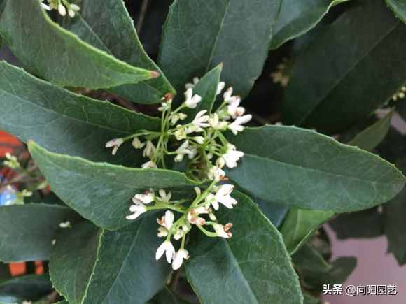 教你養(yǎng)“四季桂”，桂花中的精品，“全年”花期，開花香噴噴