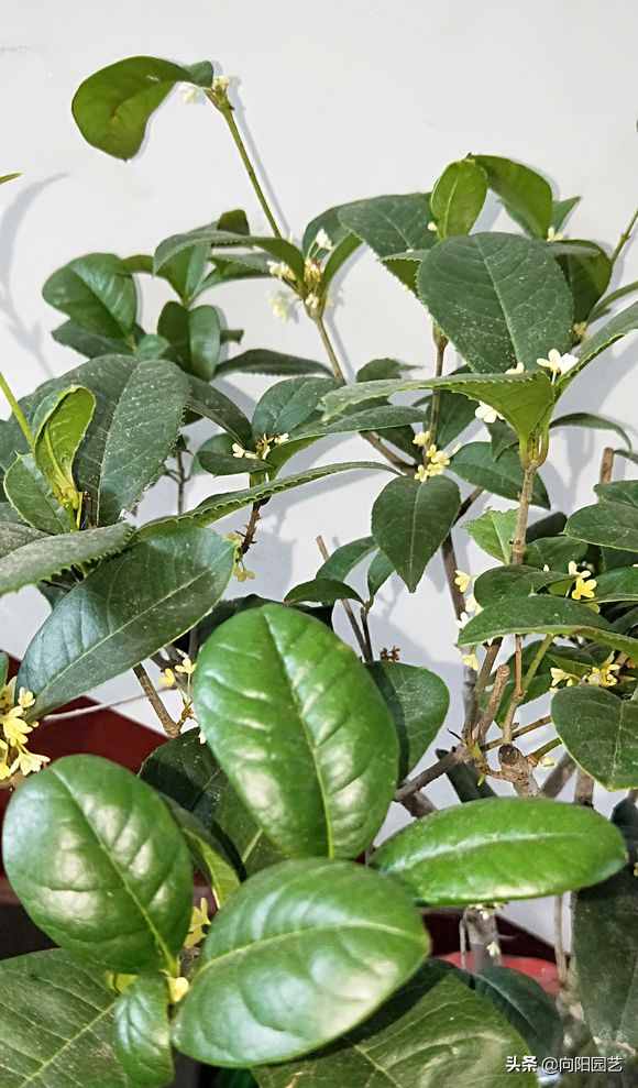 教你養(yǎng)“四季桂”，桂花中的精品，“全年”花期，開花香噴噴