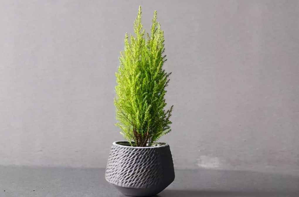 植物是很“奇特的”，有9種植物各有特色，“味道”也是千奇百怪