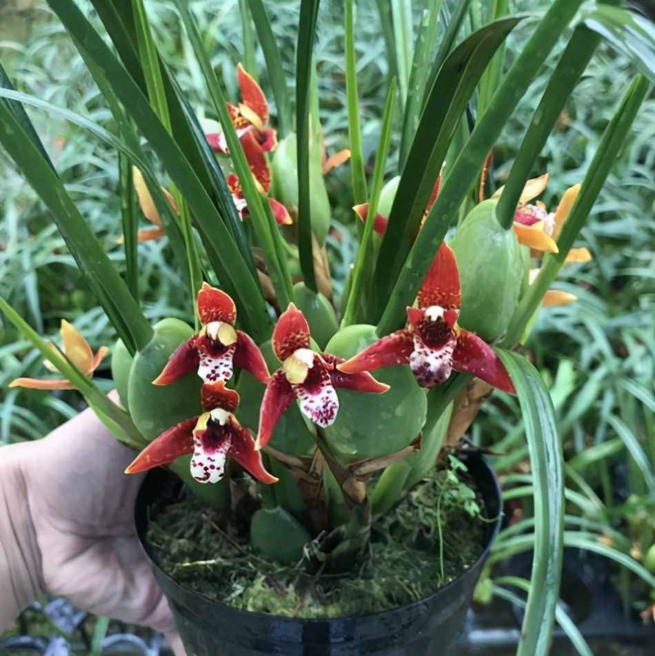 植物是很“奇特的”，有9種植物各有特色，“味道”也是千奇百怪