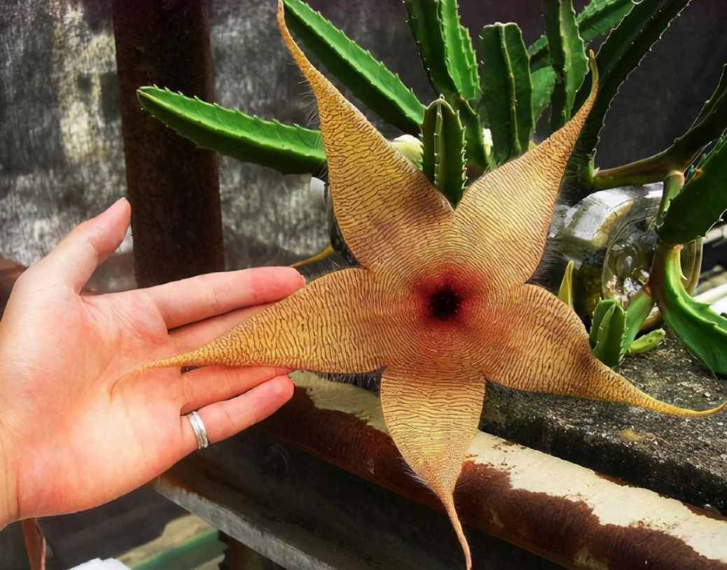 植物是很“奇特的”，有9種植物各有特色，“味道”也是千奇百怪