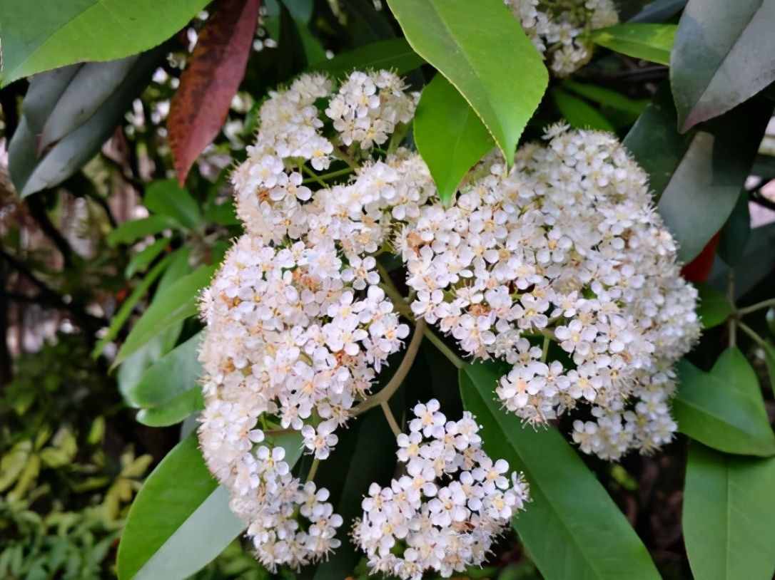 植物是很“奇特的”，有9種植物各有特色，“味道”也是千奇百怪