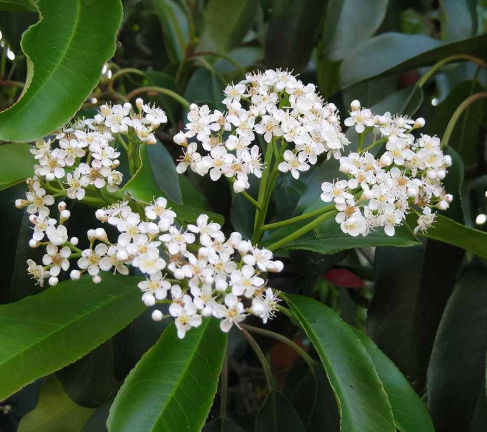 植物是很“奇特的”，有9種植物各有特色，“味道”也是千奇百怪