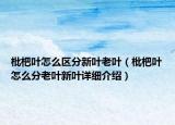 枇杷葉怎么區(qū)分新葉老葉（枇杷葉怎么分老葉新葉詳細介紹）
