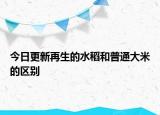 今日更新再生的水稻和普通大米的區(qū)別