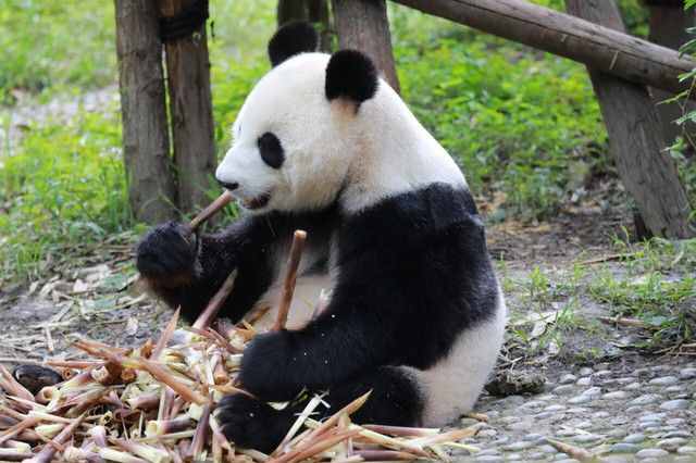 成都十大必玩景點