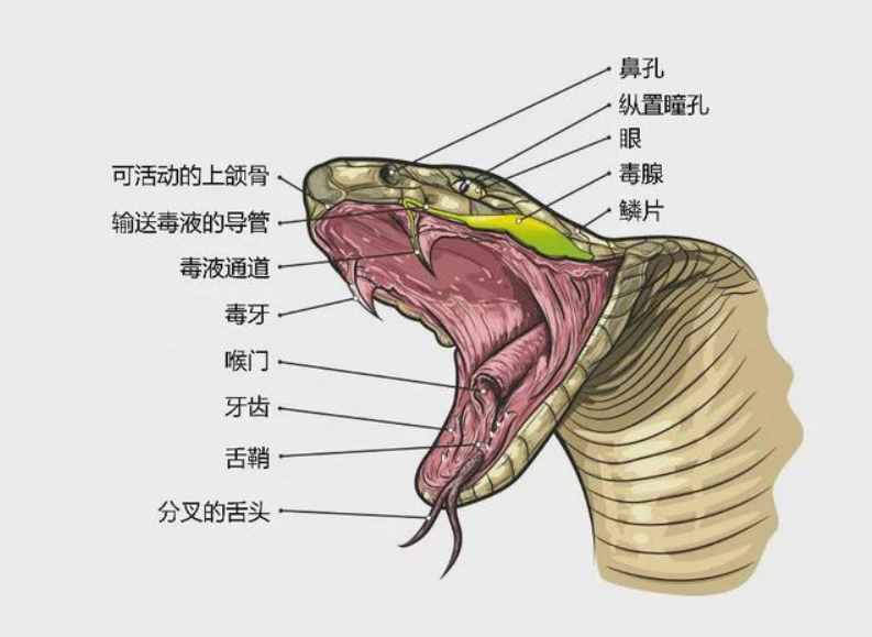 蛇用酒泡12個(gè)月不死，農(nóng)民開瓶后被咬身亡，蛇為什么沒有死？