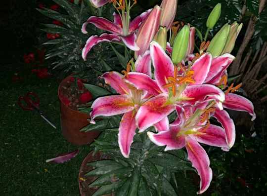 百合花的最佳種植時(shí)間到了，挑個好球埋土里，2個月就開花