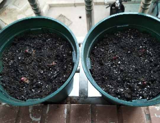百合花的最佳種植時(shí)間到了，挑個好球埋土里，2個月就開花