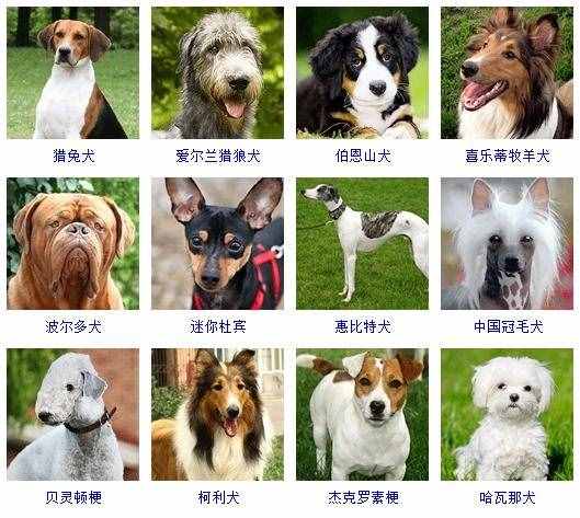 178個寵物狗品種圖片大全，寵物狗品種大全