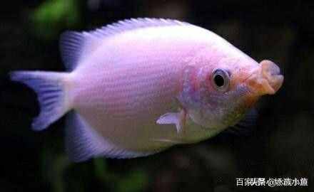 接吻魚為什么“接吻”呢？