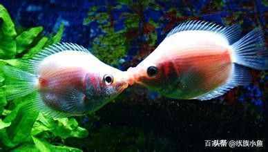 接吻魚為什么“接吻”呢？