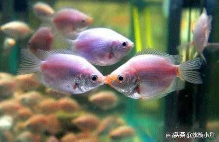 接吻魚為什么“接吻”呢？