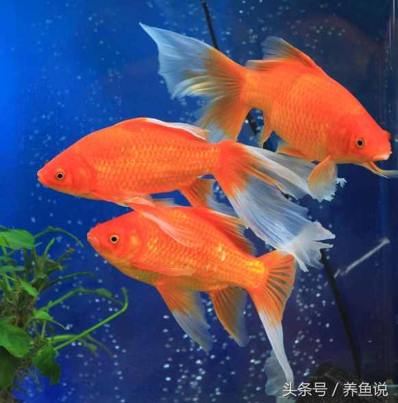 金魚(yú)怎么養(yǎng)？記住這3點(diǎn)即可，回歸最簡(jiǎn)單的養(yǎng)金魚(yú)方法
