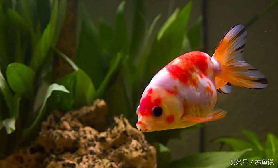 金魚(yú)怎么養(yǎng)？記住這3點(diǎn)即可，回歸最簡(jiǎn)單的養(yǎng)金魚(yú)方法