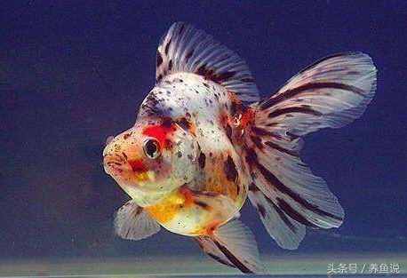 金魚(yú)怎么養(yǎng)？記住這3點(diǎn)即可，回歸最簡(jiǎn)單的養(yǎng)金魚(yú)方法