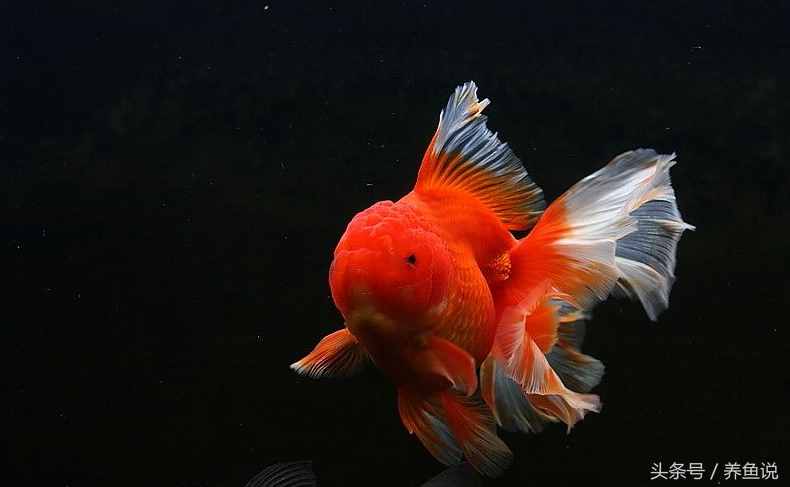 金魚(yú)怎么養(yǎng)？記住這3點(diǎn)即可，回歸最簡(jiǎn)單的養(yǎng)金魚(yú)方法