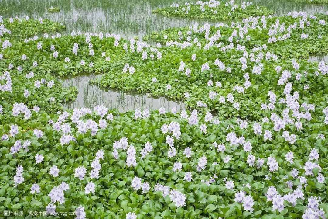 水葫蘆因繁殖力強(qiáng)容易泛濫，但其飼用、藥用、觀賞價(jià)值高，值得關(guān)注