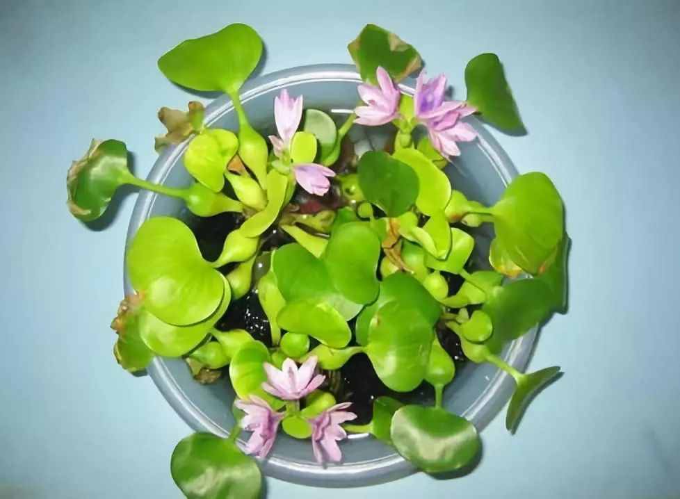 水葫蘆因繁殖力強(qiáng)容易泛濫，但其飼用、藥用、觀賞價(jià)值高，值得關(guān)注