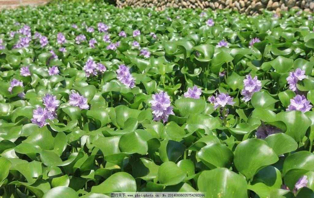 水葫蘆因繁殖力強(qiáng)容易泛濫，但其飼用、藥用、觀賞價(jià)值高，值得關(guān)注