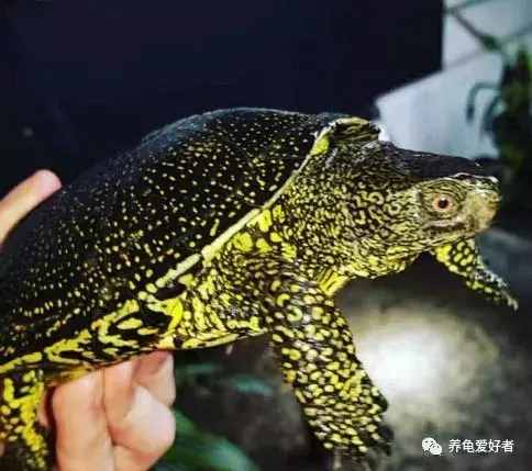 家庭養(yǎng)龜，有幾個(gè)注意點(diǎn)還是要留意的