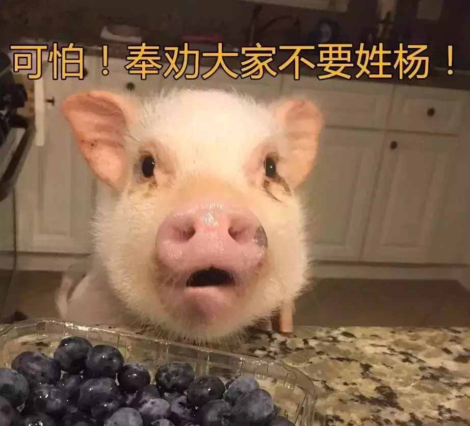 有這么一種性格的女生，叫“豬豬女孩”