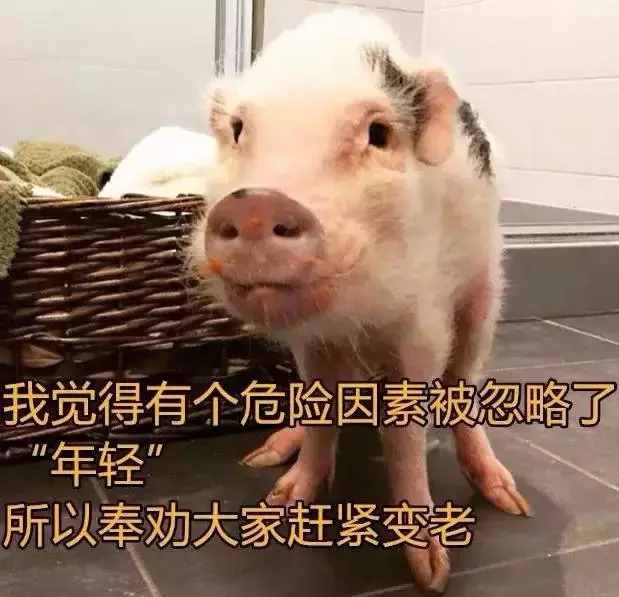 有這么一種性格的女生，叫“豬豬女孩”