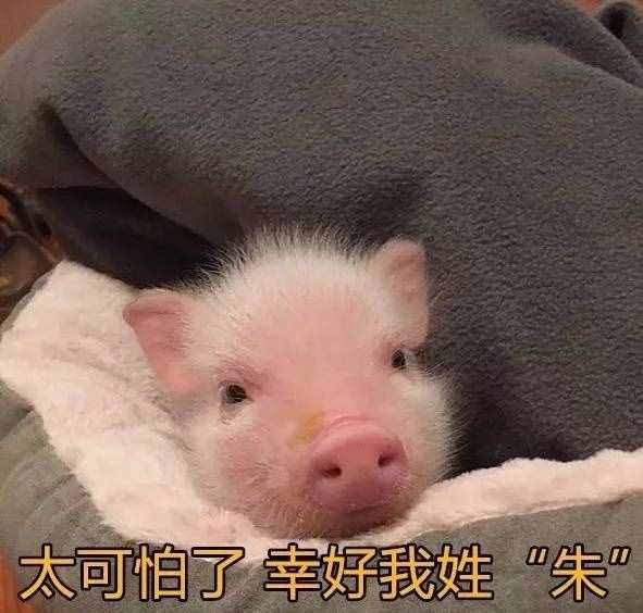 有這么一種性格的女生，叫“豬豬女孩”