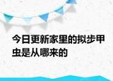 今日更新家里的擬步甲蟲是從哪來的
