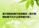 蒿子粑粑的蒿子是茼蒿嗎（蒿子粑粑的蒿子長什么樣詳細介紹）