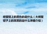 螃蟹鉗上的黑色的是什么（大閘蟹鉗子上的黑黑的是什么詳細介紹）