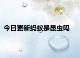 今日更新螞蟻是昆蟲嗎