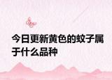 今日更新黃色的蚊子屬于什么品種