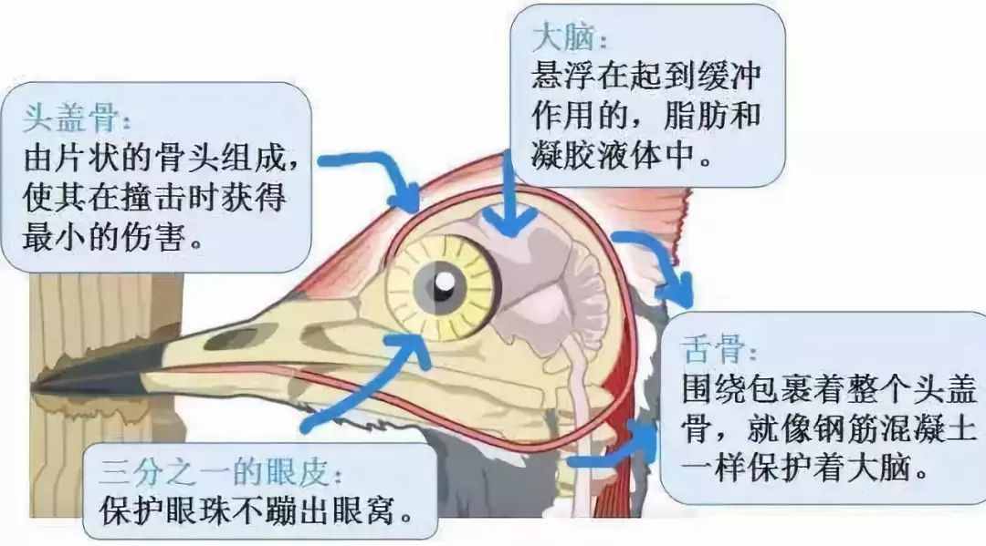 冷知識(shí)