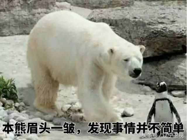 北極熊為什么不吃企鵝？因為北極的企鵝被人類吃光了