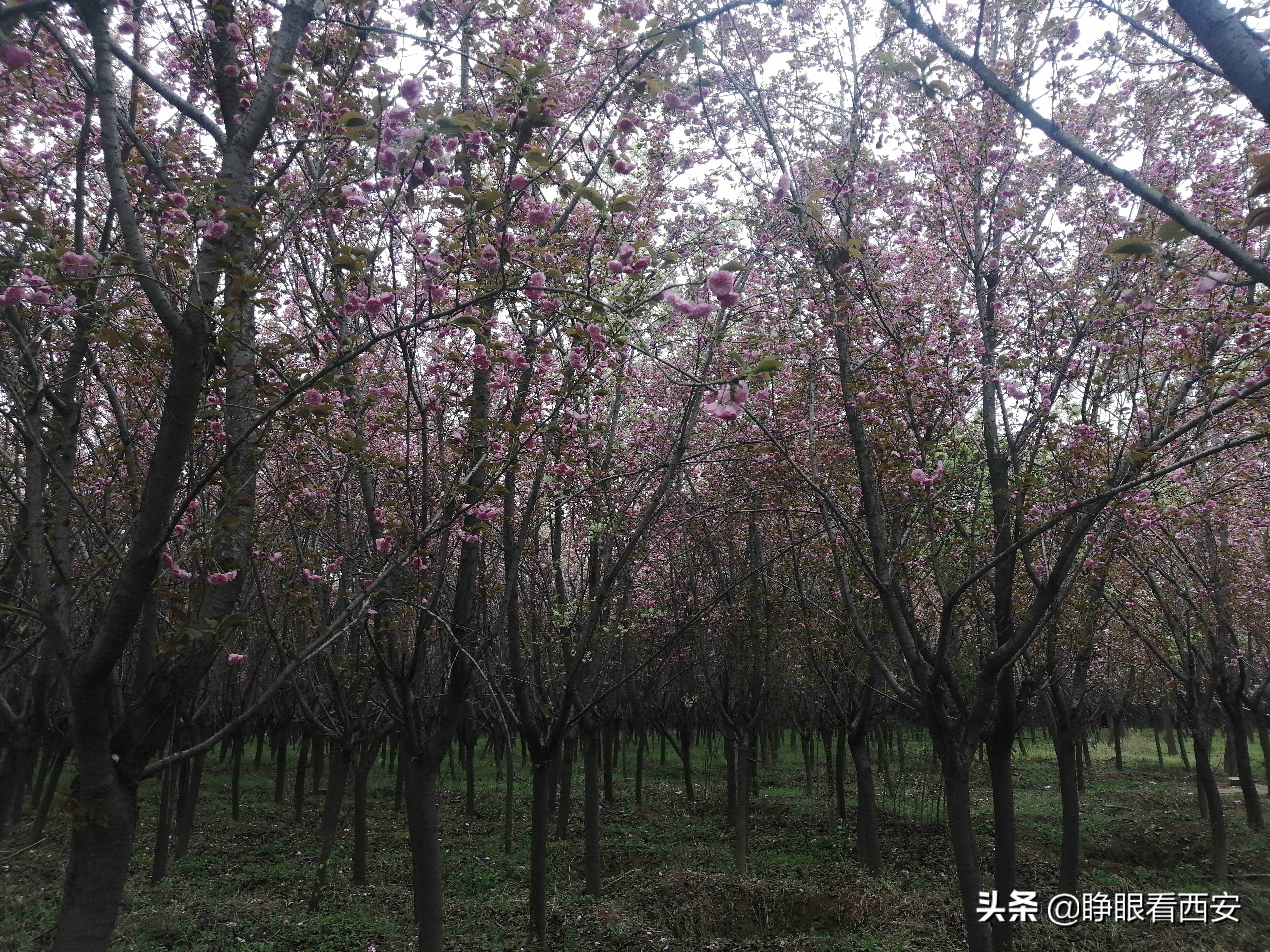 秦·阿房宮遺址：世界最大的宮殿基址，一個(gè)前殿相當(dāng)于90個(gè)足球場(chǎng)