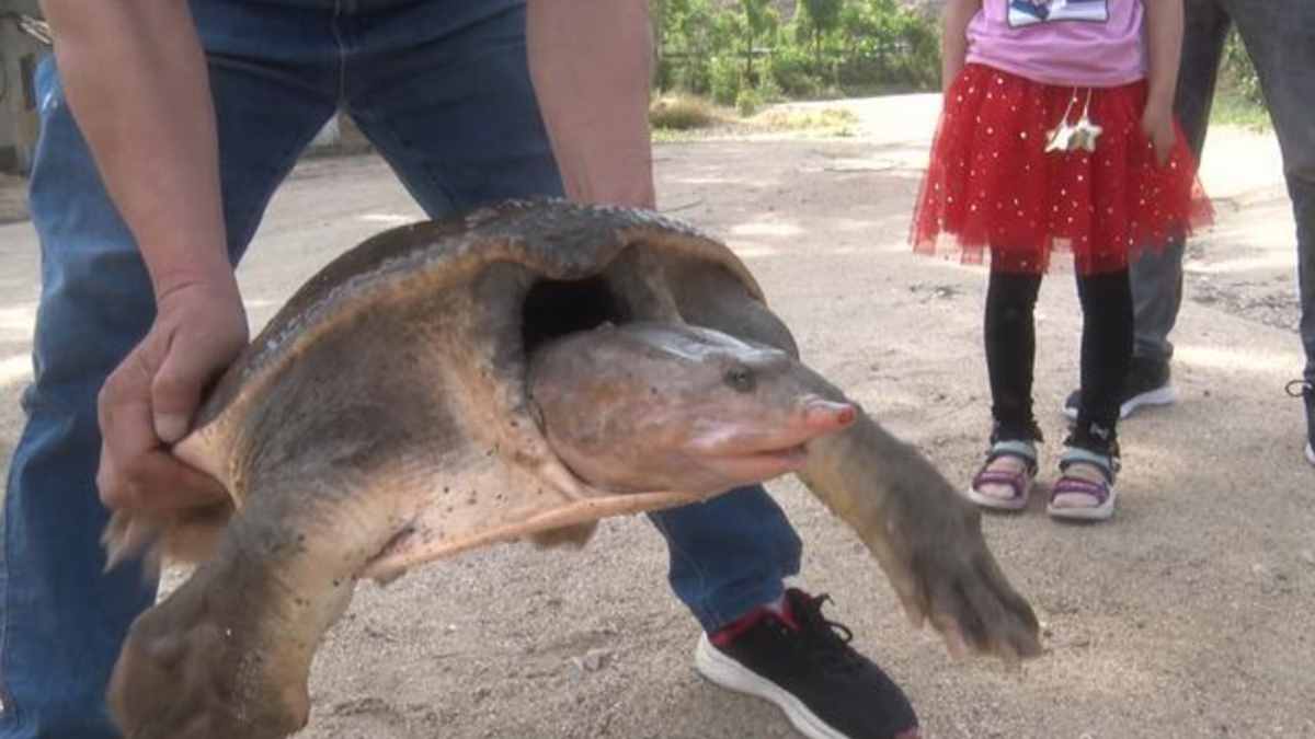 魚(yú)目混珠的珍珠鱉：感謝老鐵放生，我已入侵多省市，黃河或已泛濫